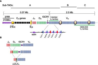 Igh Locus Polymorphism May Dictate Topological Chromatin Conformation and V Gene Usage in the Ig Repertoire